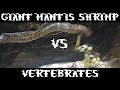 Giant spearing mantis shrimp vs many