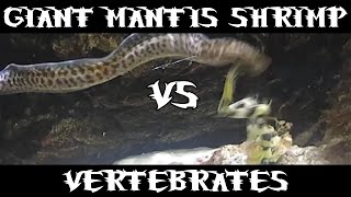 Giant Spearing Mantis Shrimp Vs Many