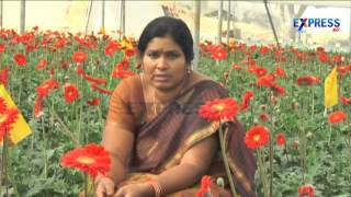 Pavani Venkat Reddy success story in Polyhouse Gerbera farming - Express TV