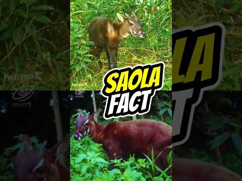 SAOLA 🦄 The Asian Unicorn #saola #spindlehorn #asianunicorn #shorts #animals #animalfacts