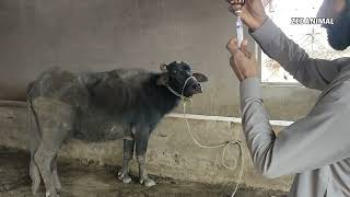 ravi punjabi buffalo fever treatment at home by veterinary doctor
