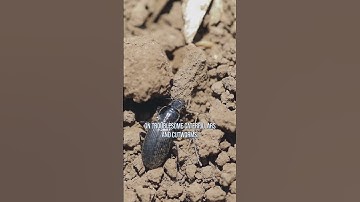 What are beneficial insects?