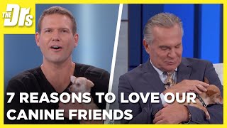 7 Reasons to Love our Incredible Canine Friends