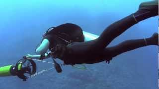 Sharks! (On Deadalus Reef)