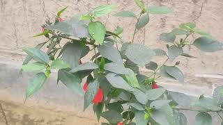 মবন কন এত বসকট খত চই Arkomubinvlog