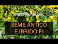Pomodoro Seme Antico e Seme Ibrido F1