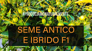 Cosa vuol dire sementi ibride?