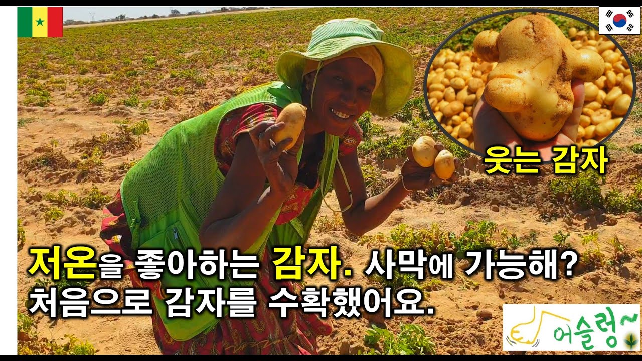 #23('21)_감자. 사막에 가능해?