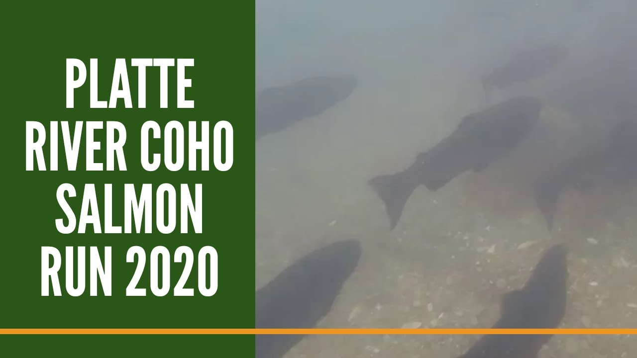Platte River Coho Salmon Run 2020 / Michigan salmon fishing YouTube