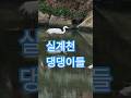 실계천 댕댕이들.