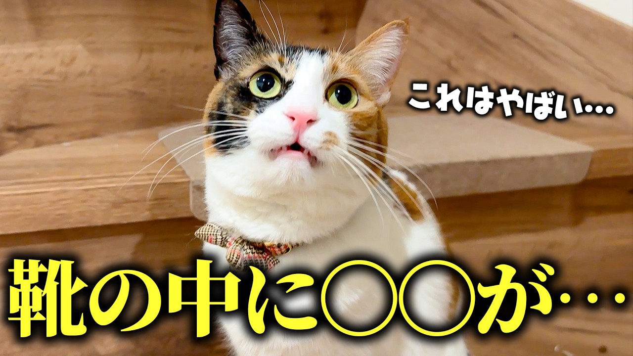 地獄】靴を履こうとしたら中に猫の〇〇が入っていました…。 - YouTube