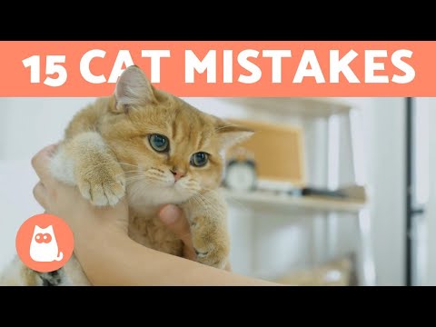 Videó: 15 ok, hogy ne legyen kedvtelésből tartott macska