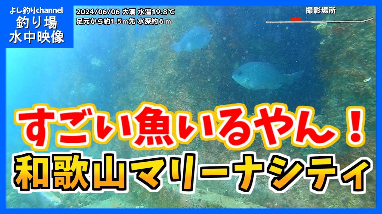 【すごい魚がいる！】和歌山の釣り場  マリーナシティ大波止  2024年6月  初夏の水中映像  No.387