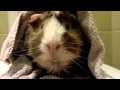 Pet Interviews - Guinea Pig