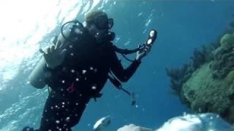 A deep sea dive into Bermuda’s hidden depths