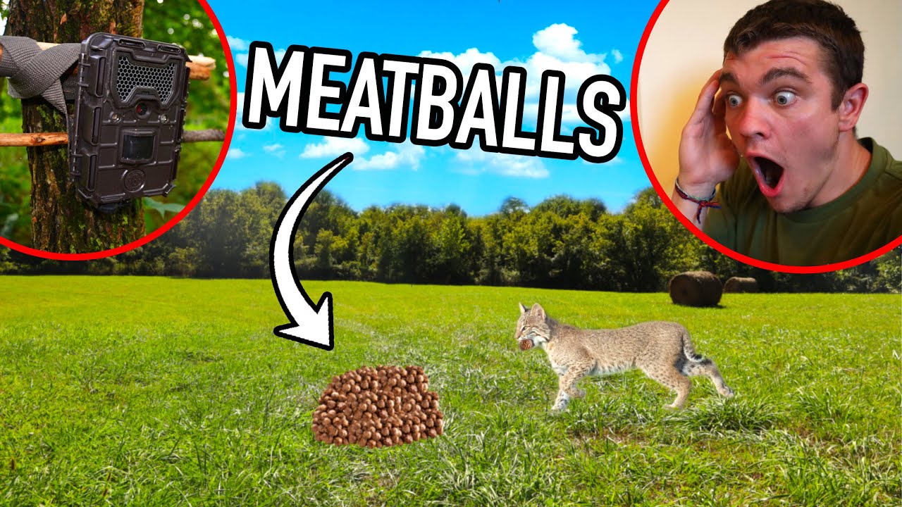 What Will Eat 10 POUNDS of MEATBALLS in the Wilderness???