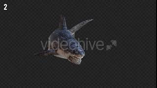 Shark 3 Realistic Pack 3 | Motion Graphics - Envato elements