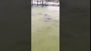 Manatee in Choctawhatchee Bay near Bay Drive in FWB - Video by Tanner Smith screenshot 2