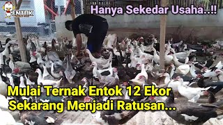 Kisah Sukses Menekuni Ternak Entok Dari 12 Ekor Indukan Sampai Menjadi Ratusan.