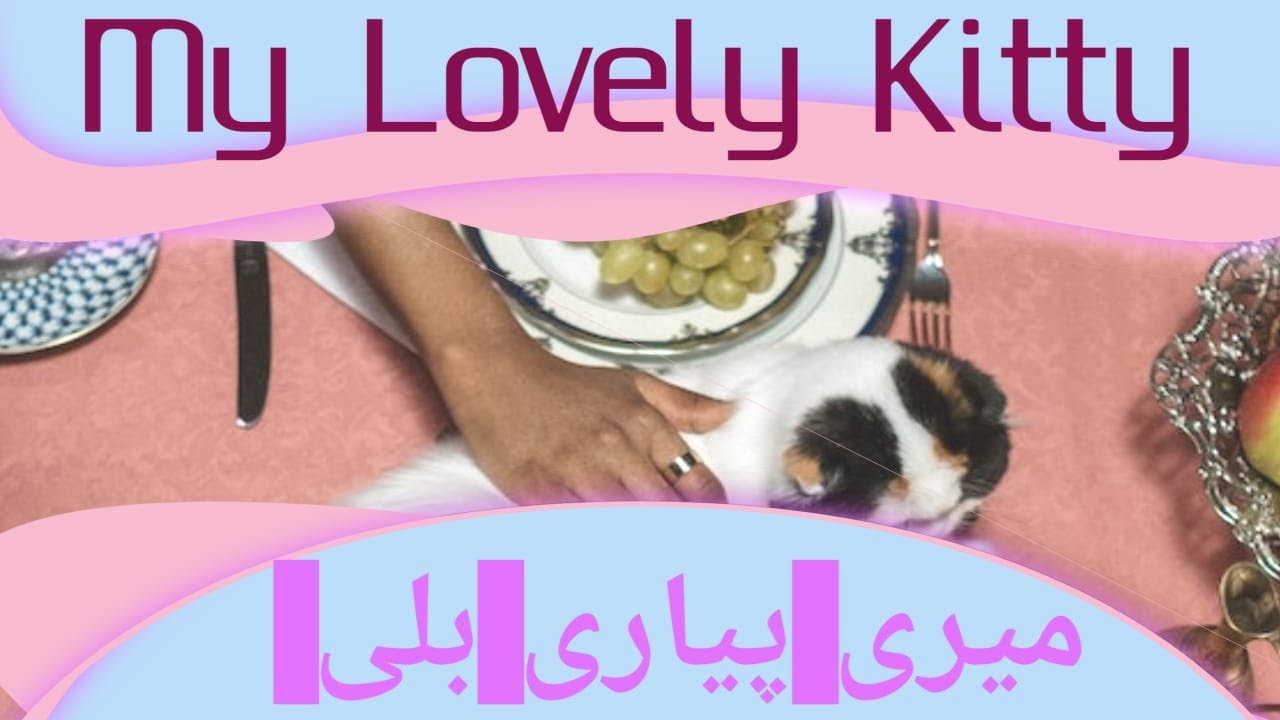cute cat