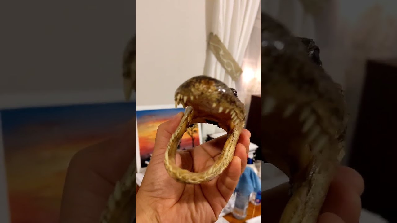 Real Alligator Head Gift From My Sis After Florida Visit