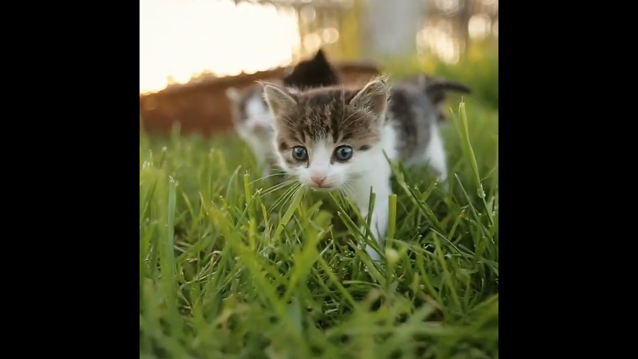 The Fascinating World of Cats: Exploring the Wonders of Feline Behavior