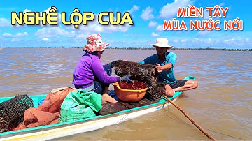 Trải nghiệm hái bông điên điển mùa nước nổi 2022 - Nghề đặt lộp cua cánh đồng biên giới Campuchia