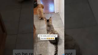 The dog called his bro🤣🤣#dogandcats #pets #funnyanimalsfight #funnyanimals #AnythingbutEntertaining