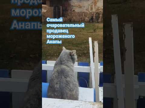 Самый очаровательный продавец мороженого