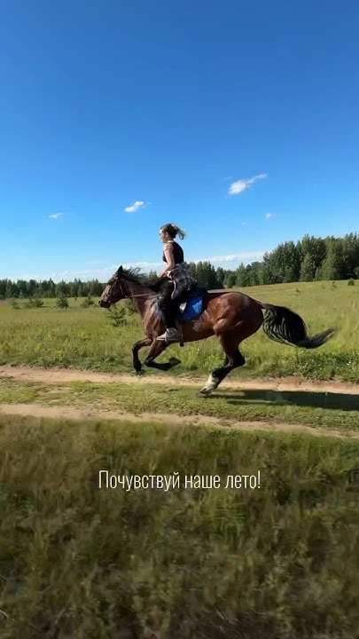 Конные прогулки СПб ️ - YouTube