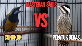 KOMBINASI MASTERAN JUARA !! CUCAK CUNGKO VS PELATUK BERAS MUDAH DI TIRUKAN