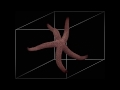 George PVS - Starfish