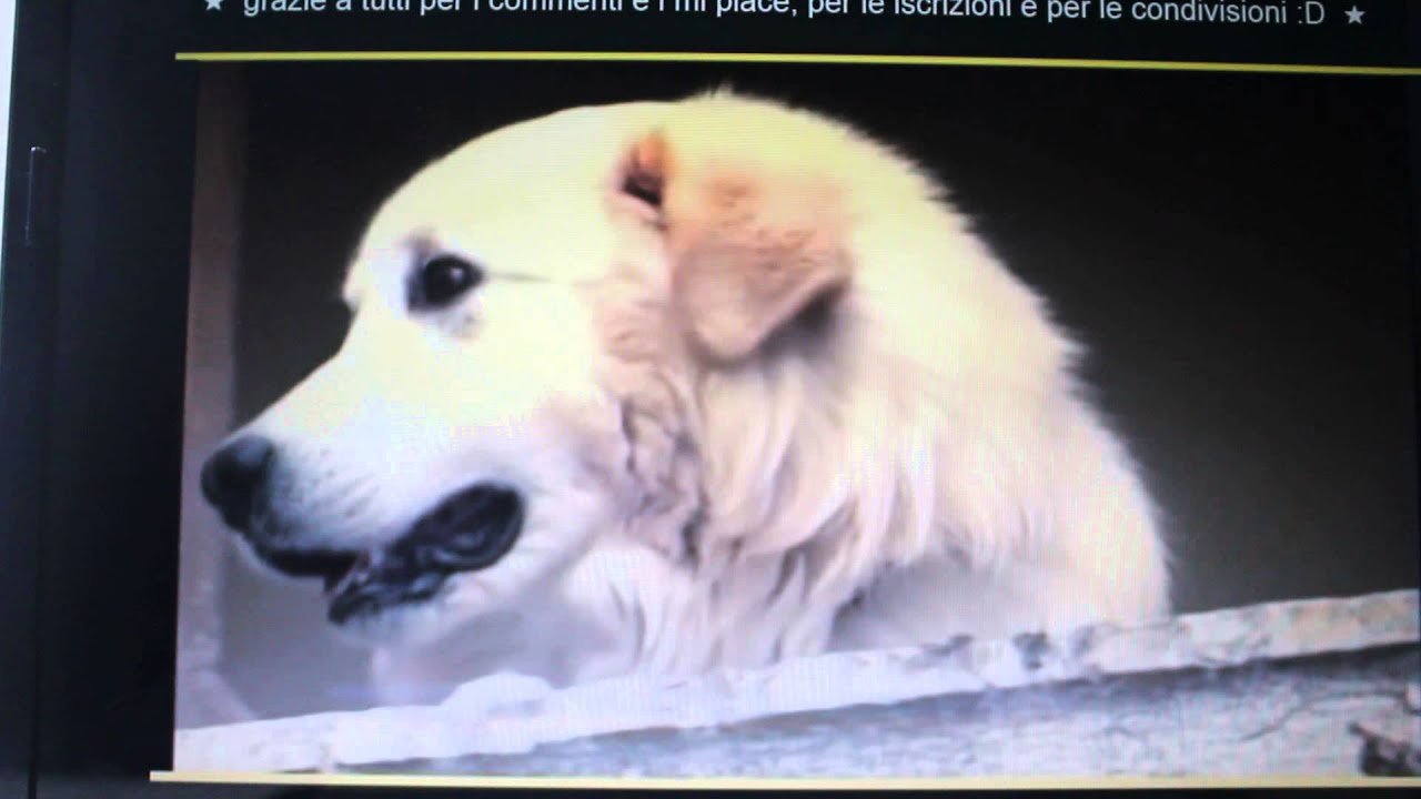 RAZZE CANI. CANE DA PASTORE MAREMMANO ABRUZZESE - YouTube