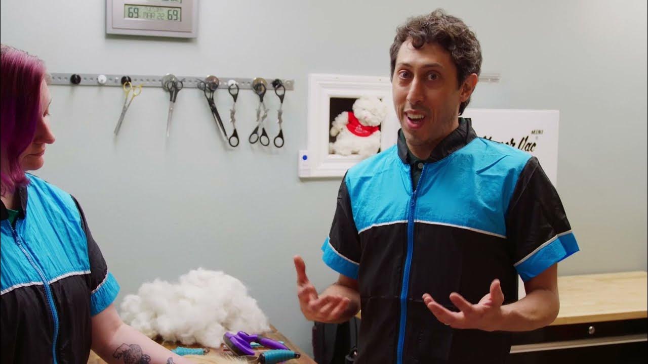 The Difference Between Shaving a Cat and Deshedding YouTube