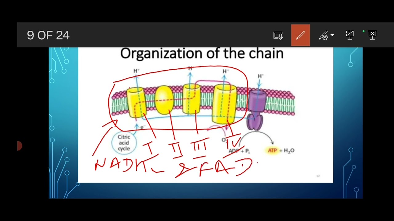 Electron Transport Chain and Oxidative Phosphorylation class 11 - YouTube