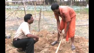 planting of rose plants odia varrat odisha