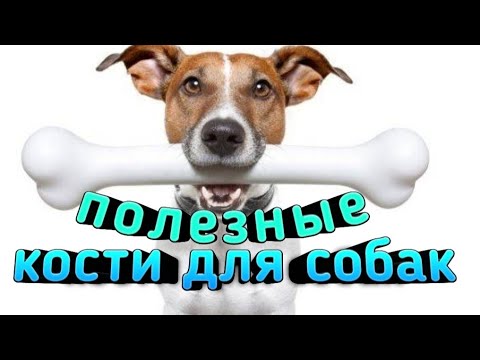 Какие кости можно собакам и щенкам?