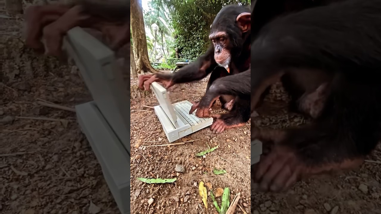 Chimpanzee calls in 🤒 💻