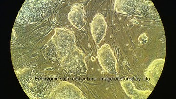 LabCam Microscope Adapter