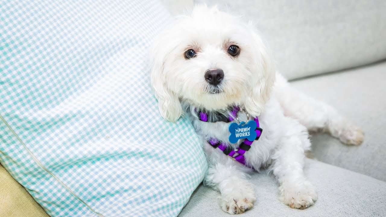 Adoption Ever After - Waverly - Home & Family