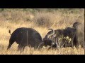 Cape Buffalo do battle