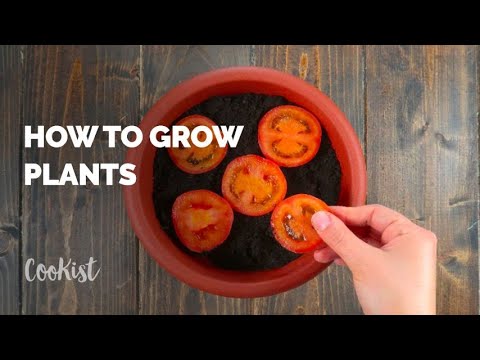 video How to easily grow plants at home , Worldwide Recipes How to easily grow plants at home