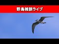 【野鳥】定期配信ラスト!気ままに野鳥の話をしたい!