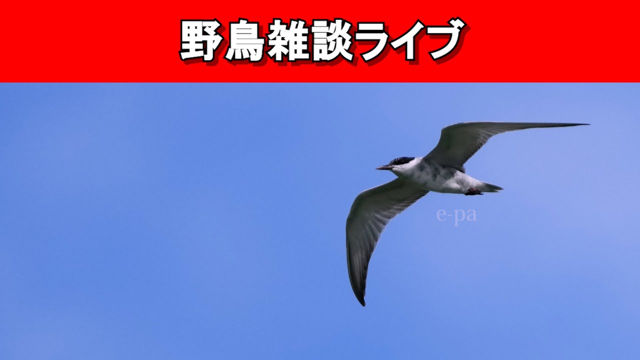 【野鳥】定期配信ラスト!気ままに野鳥の話をしたい!