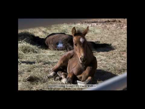 Pryor Mountain Roundup