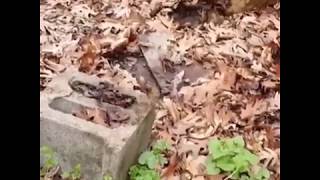 Snake hibernaculum (Filled with snakes)