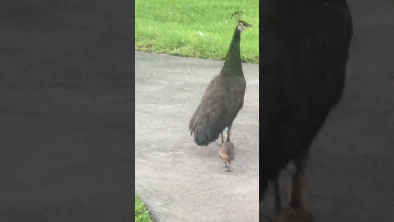 One of the Peahens noticed they are missing a peachick! 🦚🤔🫤