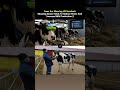 The real-world experiment took place on the RusMoloko farm near Moscow, Russia, #new #viral #video