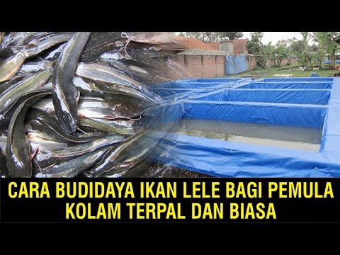 Video: Cara Budidaya Ikan Lele