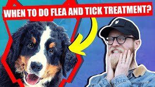 WHEN SHOULD I FLEA AND TICK MY BERNESE MOUNTAIN DOG PUPPY by Fenrir Bernese Mountain Dog Show 512 views 3 years ago 6 minutes, 33 seconds